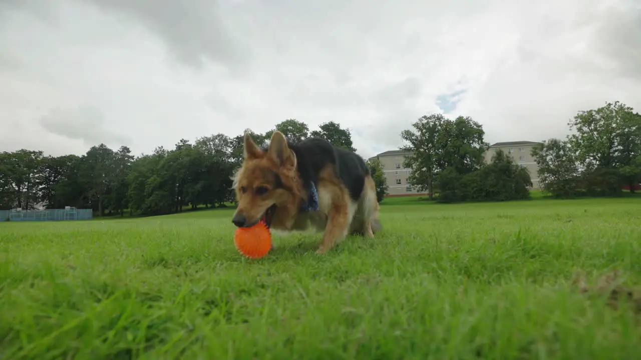 German Shepherd dog playing with an orange ball at a park slow motion