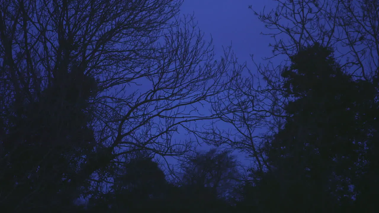 Blue Sky Trees On Spooky Cold Night