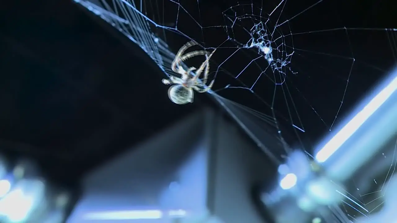 Spider making a web at night