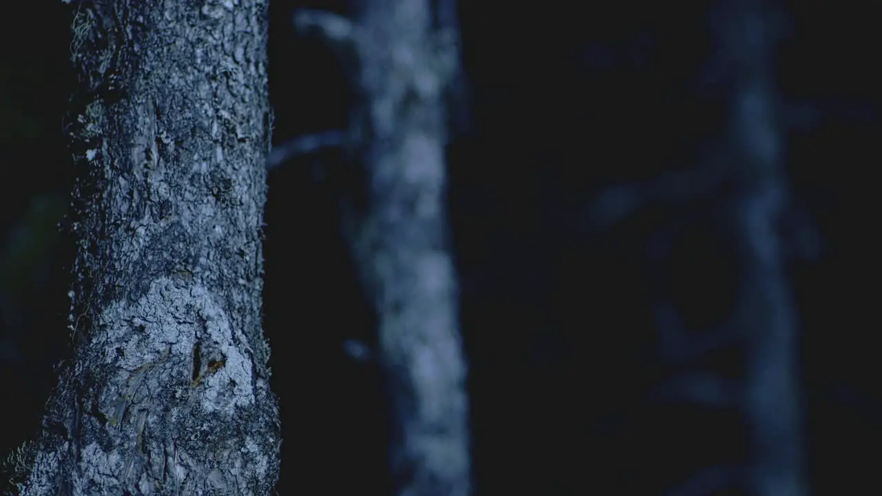 Close Up Shot of trees at night while light passes by