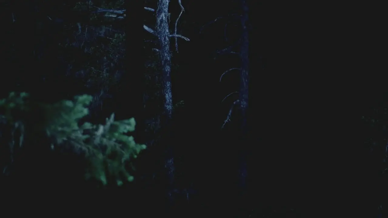 Wide Shot of trees at night while light passes by