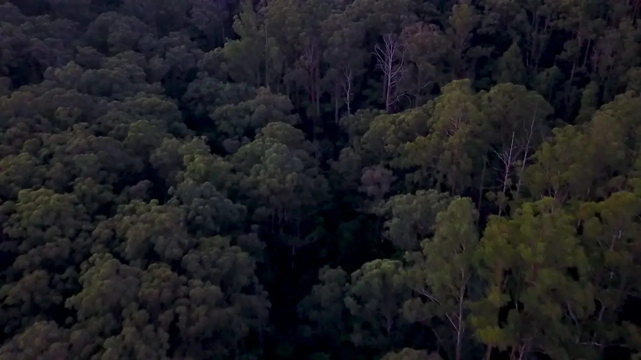 Aerial footage of dark forest at dusk