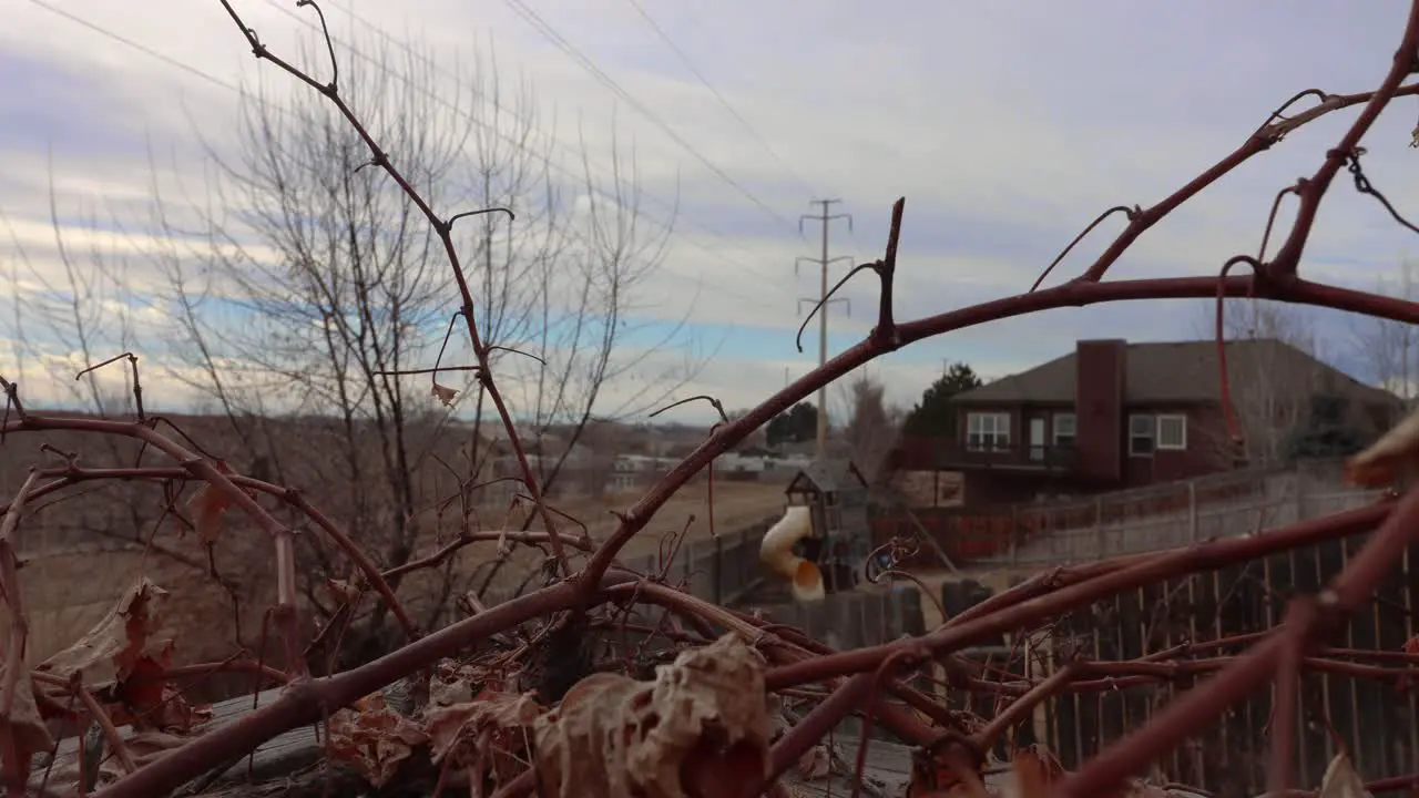 Winter wind and cold time lapse through dormant grape vines