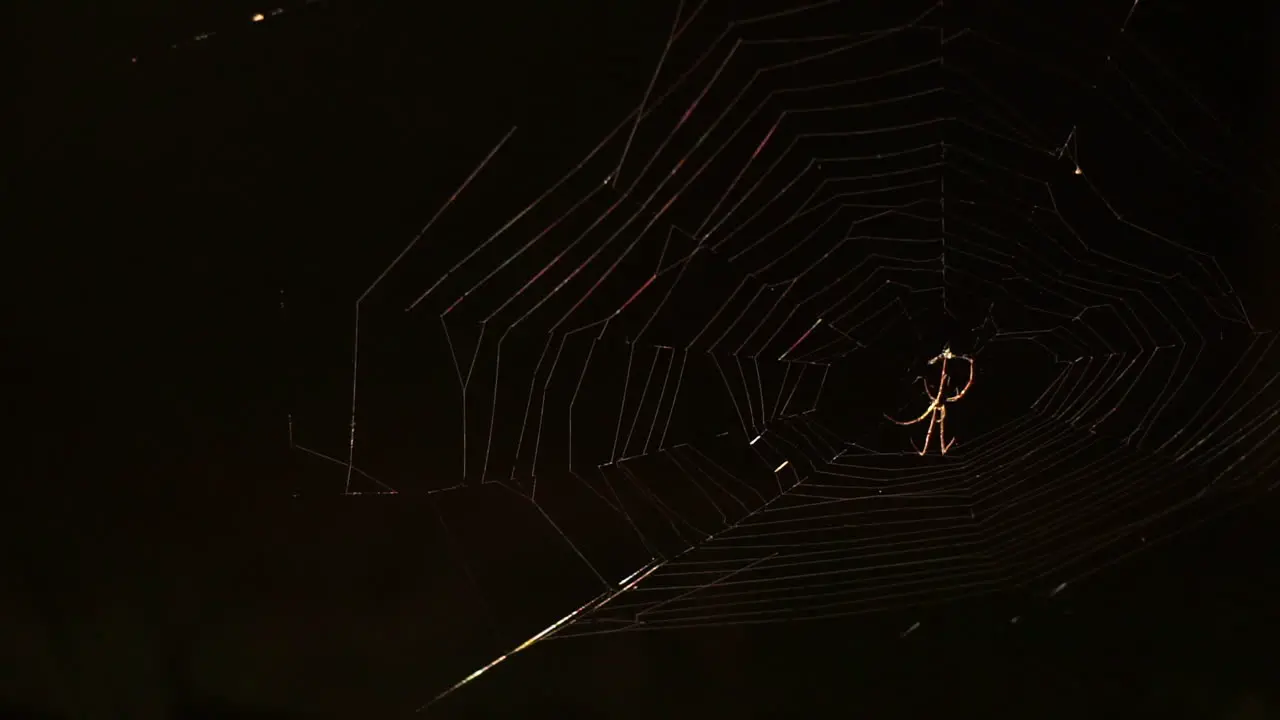 Spider sits at the center of a spider web in the dark of night