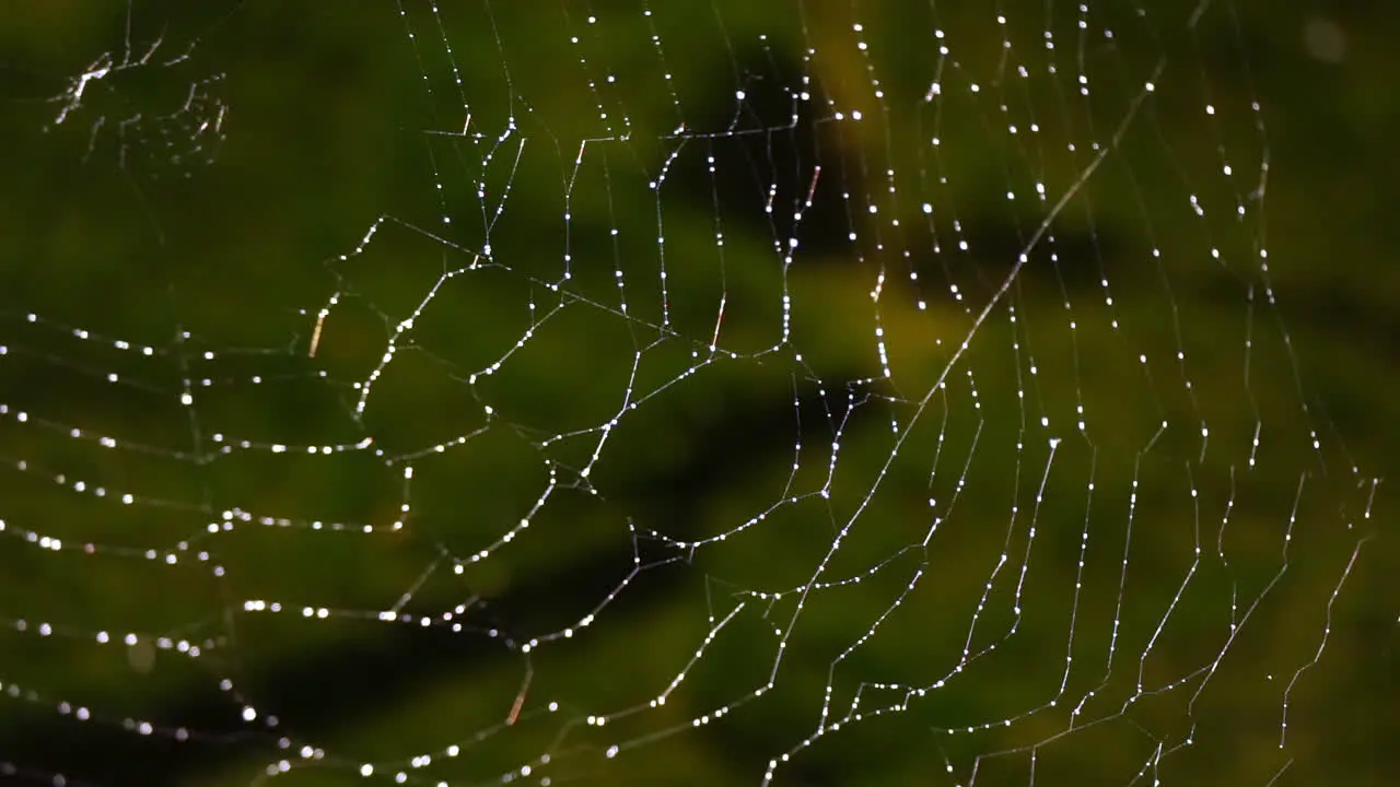 Close-up spider web covered in dew drops