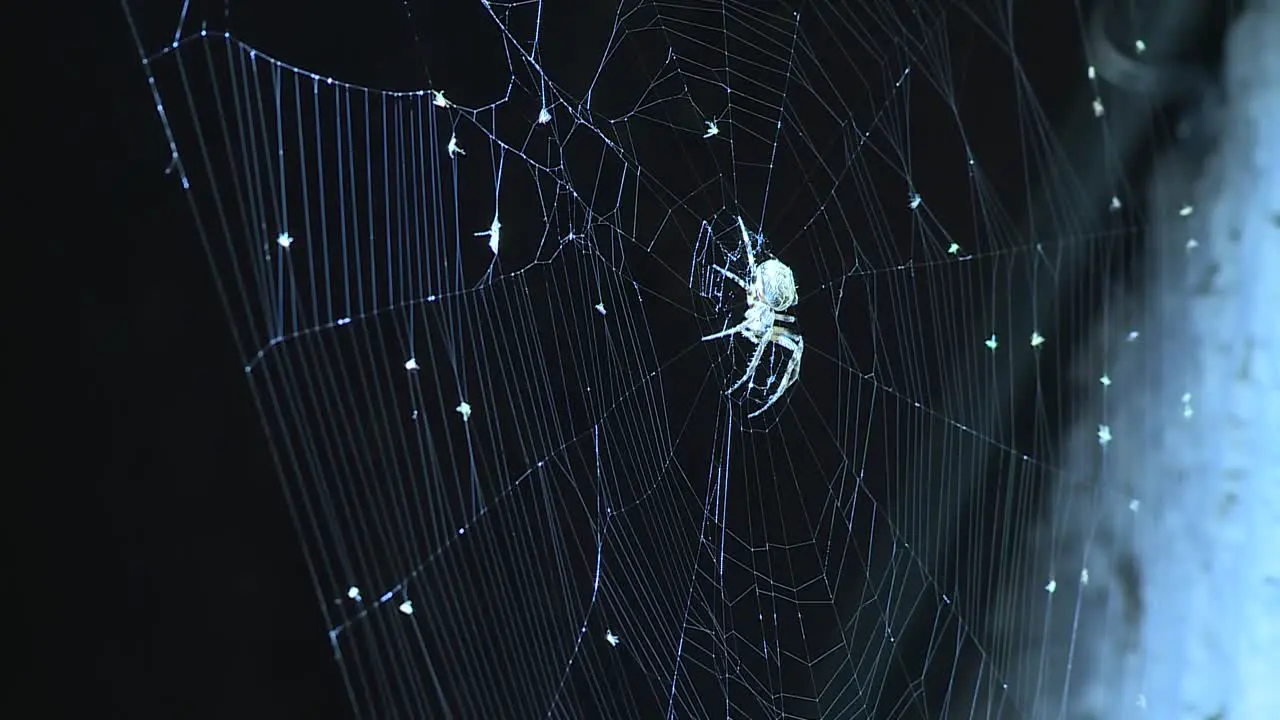 Spider waiting in it's web surrounded by spider eggs