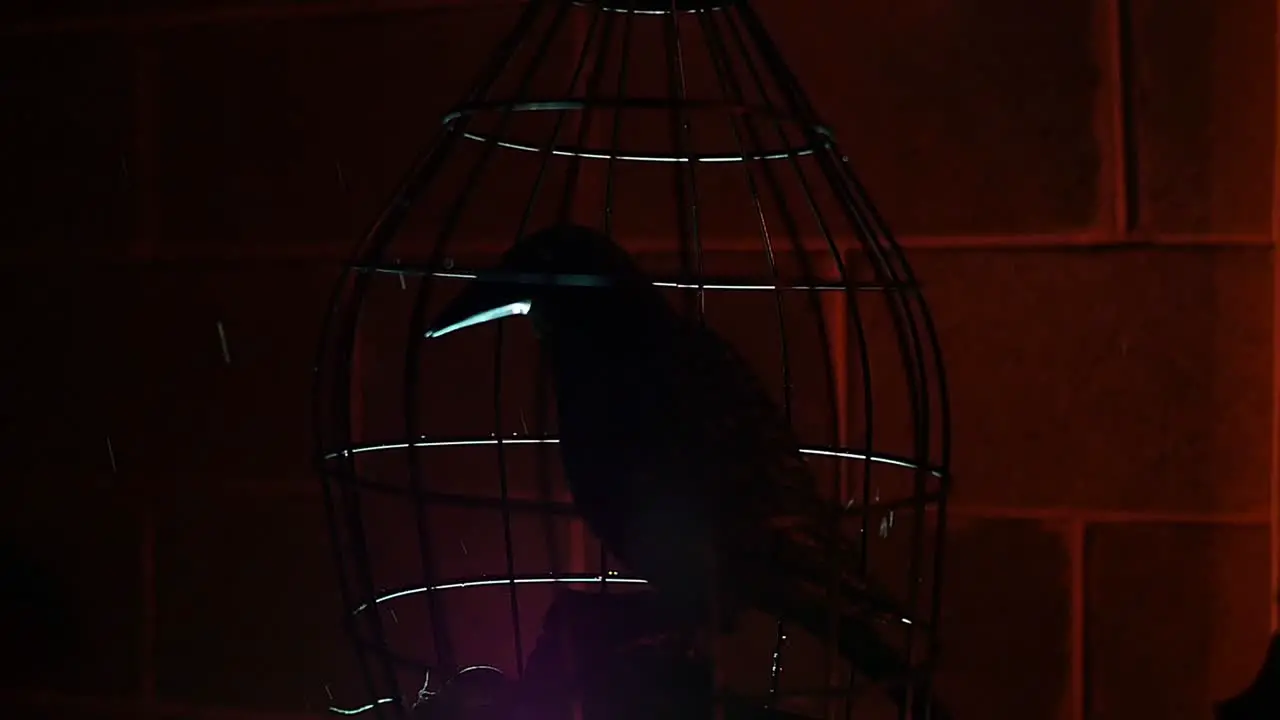 Black bird or crow locked in a cage