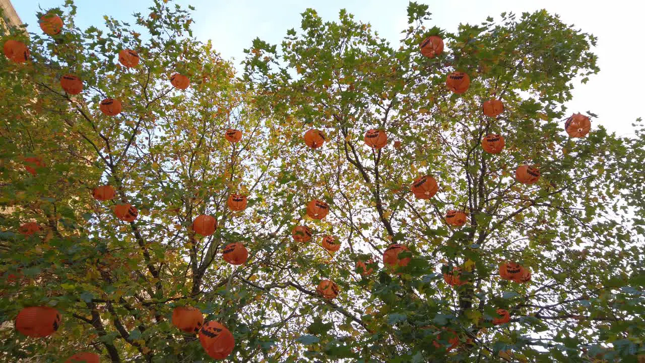 Pumpkins hanging in green leaf tree with sunlight shining