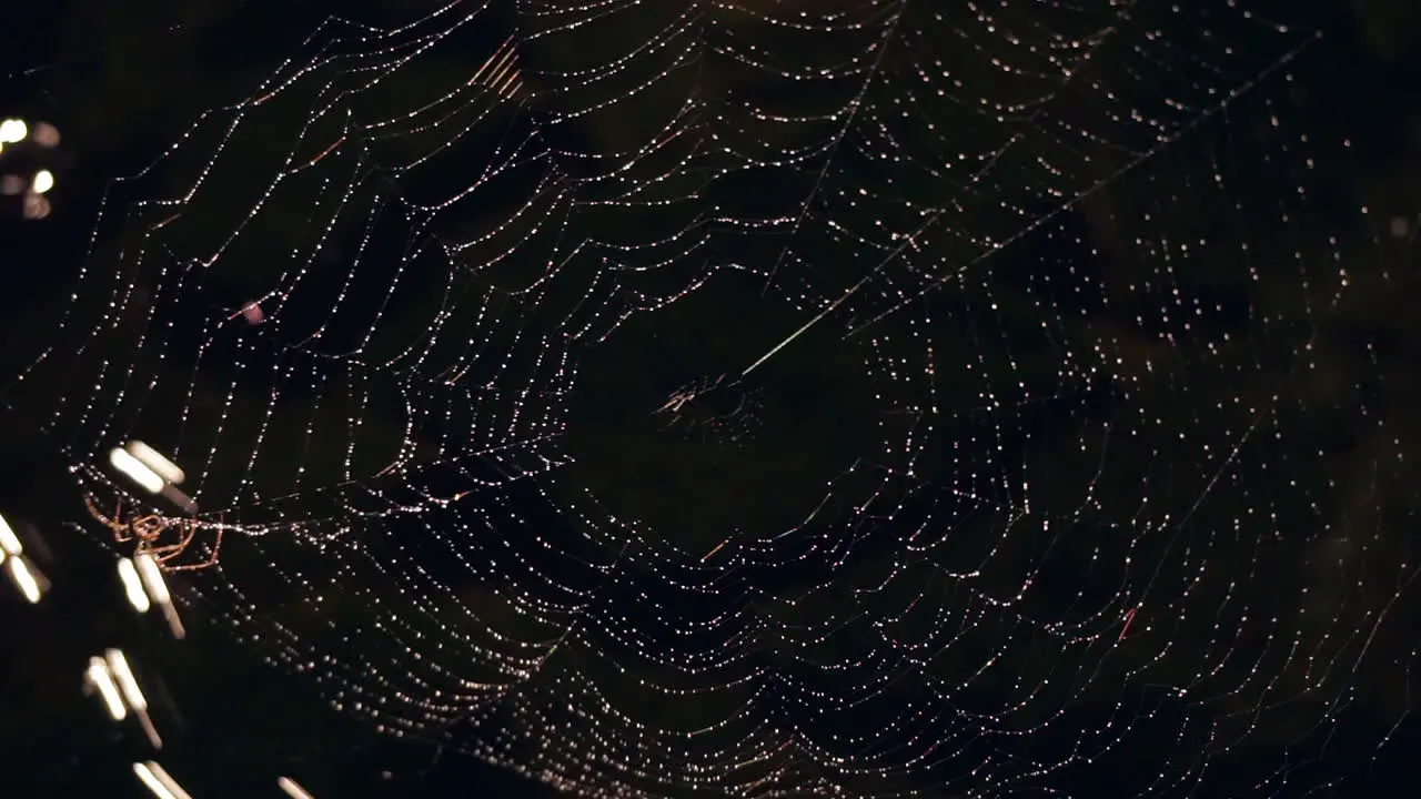 Spider web covered in dew