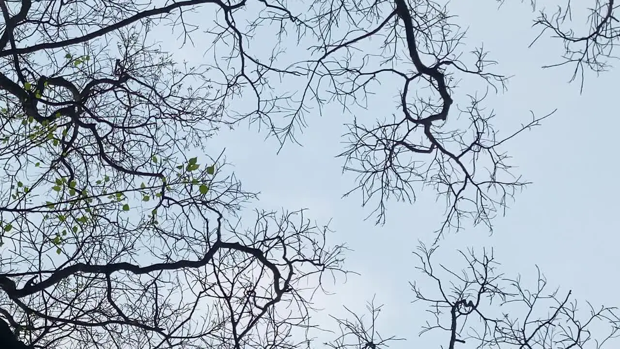 panning of bare winter branches from below