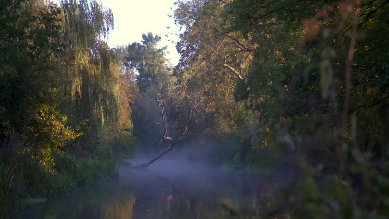 Moody mist over river during sunset with long grass and willow trees on river banks