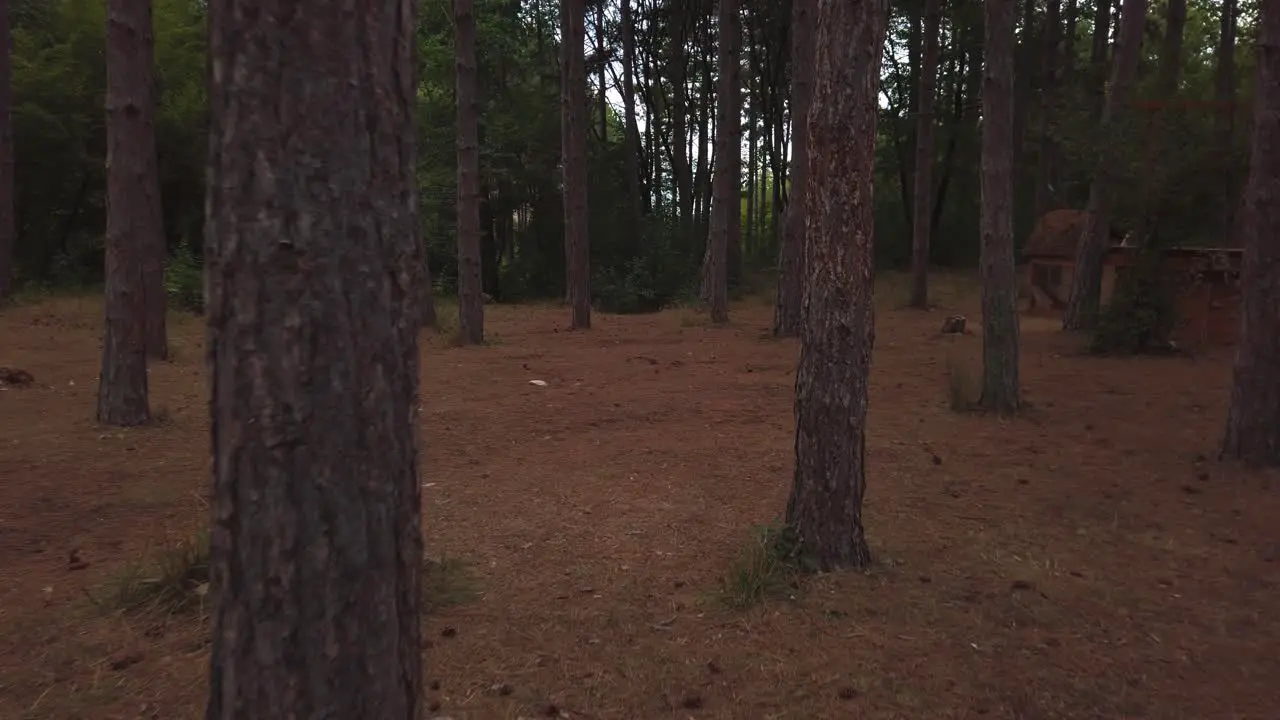 Slowly walking between trees in a dark forest