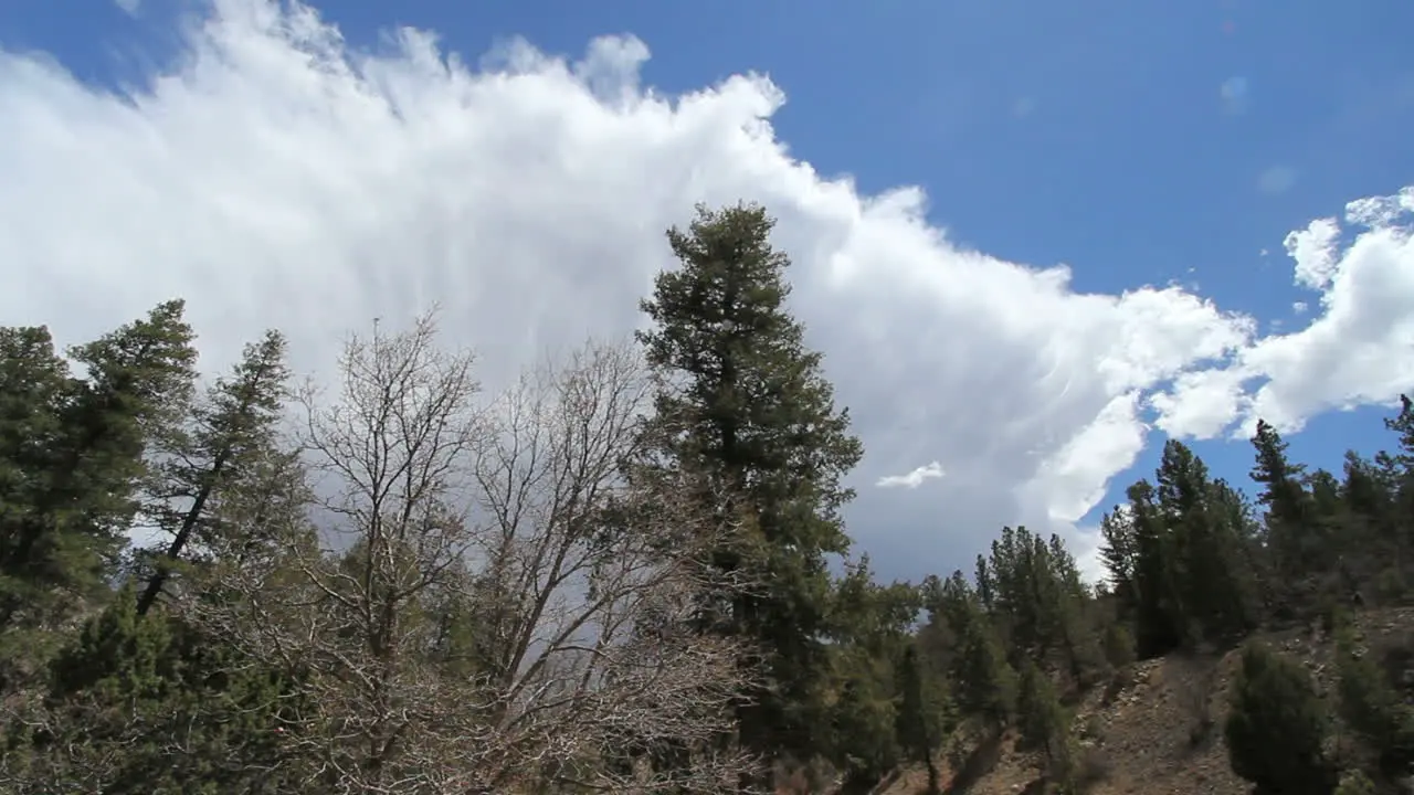 New Mexico Cimarron Canyon c