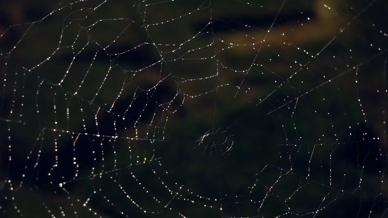 Dew-covered spider web at night