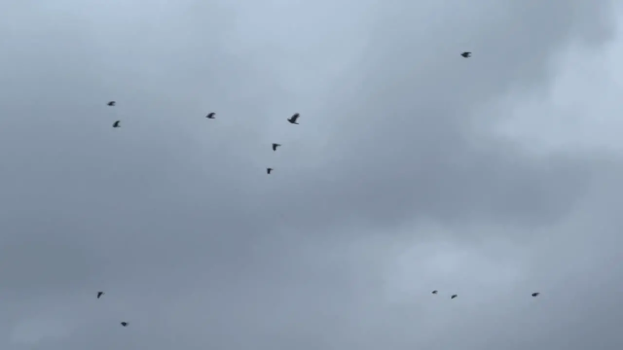 flock of black birds flying against grey cloudy sky