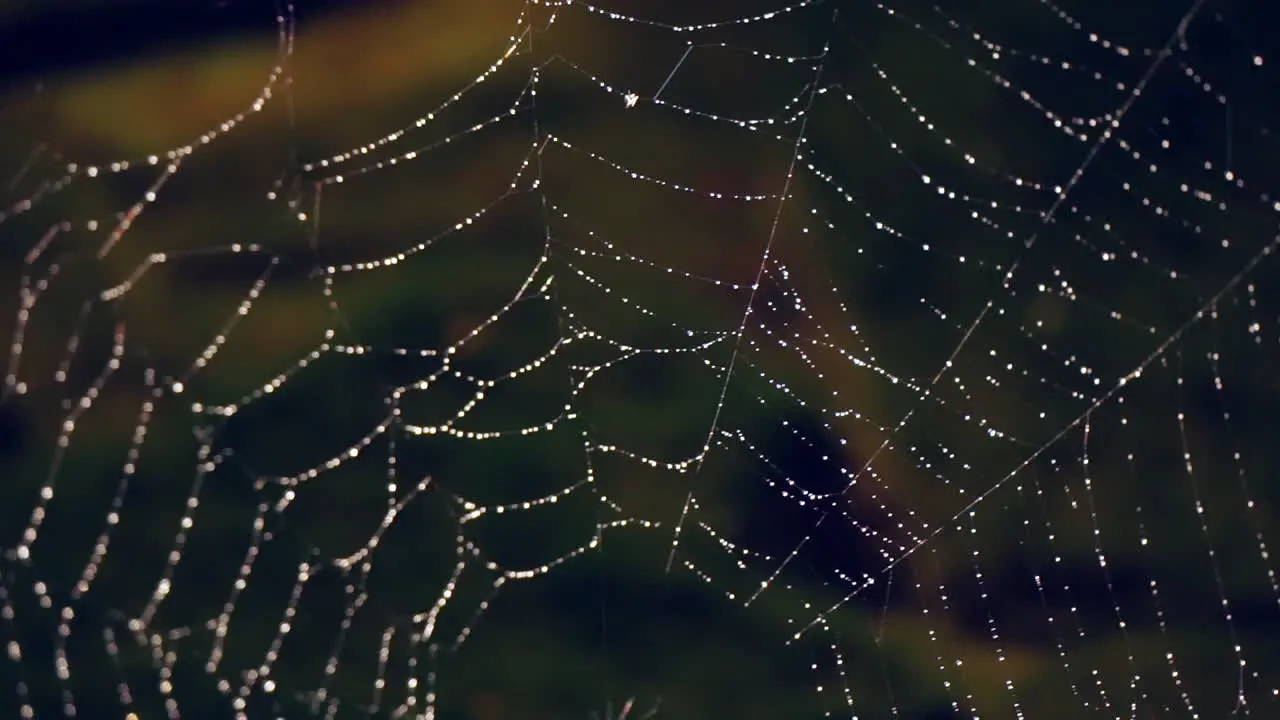 Upper half of spider web covered in dew