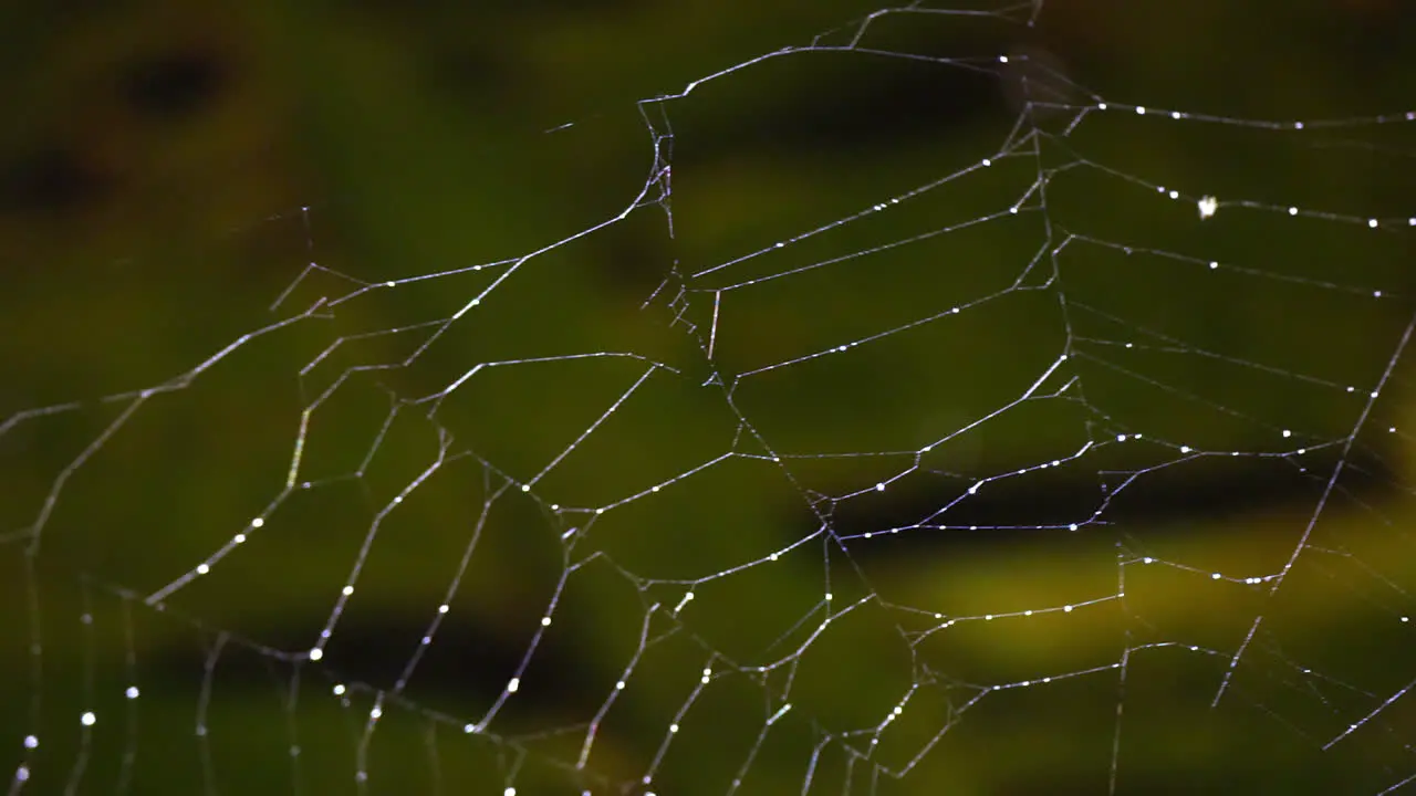 Upper left portion of a spider web