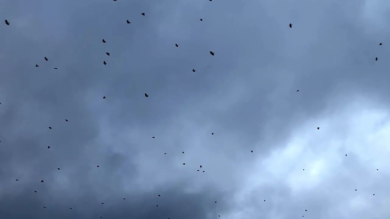 flock of black birds flying against grey cloudy sky 2