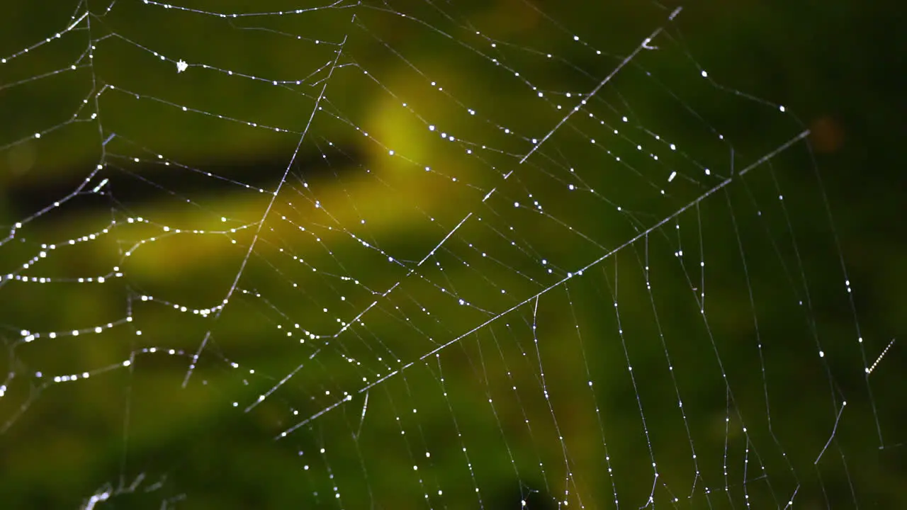 Upper right portion of a spider web