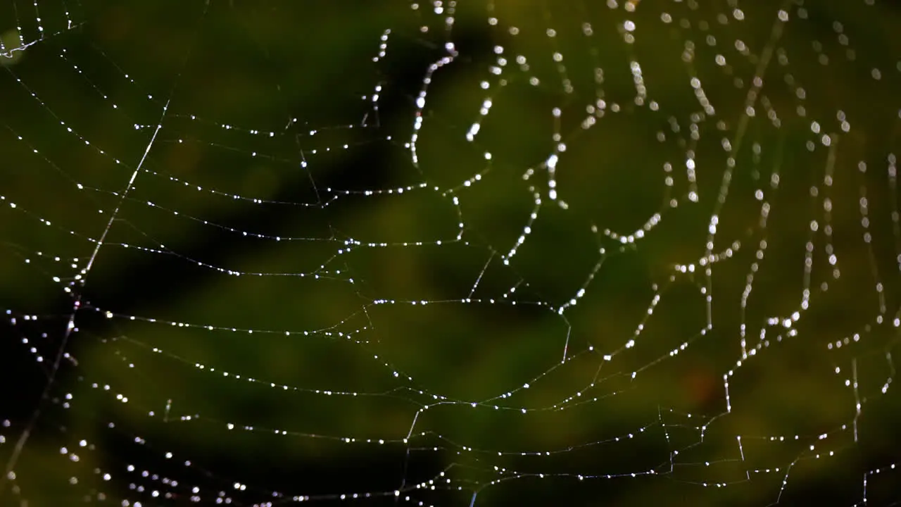 Lower right portion of spider web