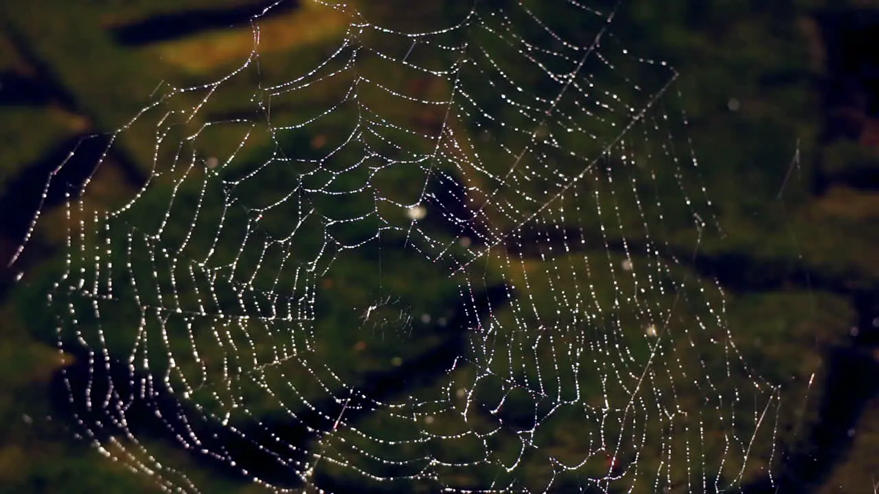 Spider web covered in dew with stream flowing in background