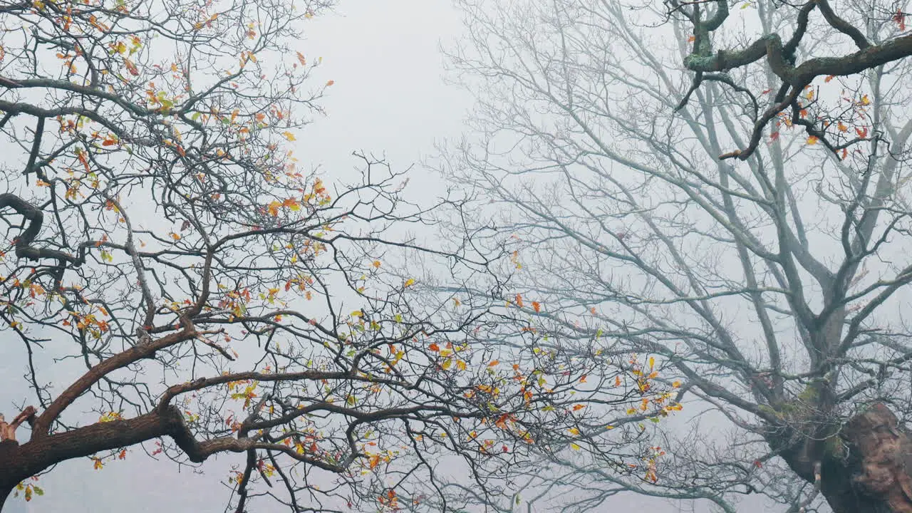 Spooky tree branches extending into the mist