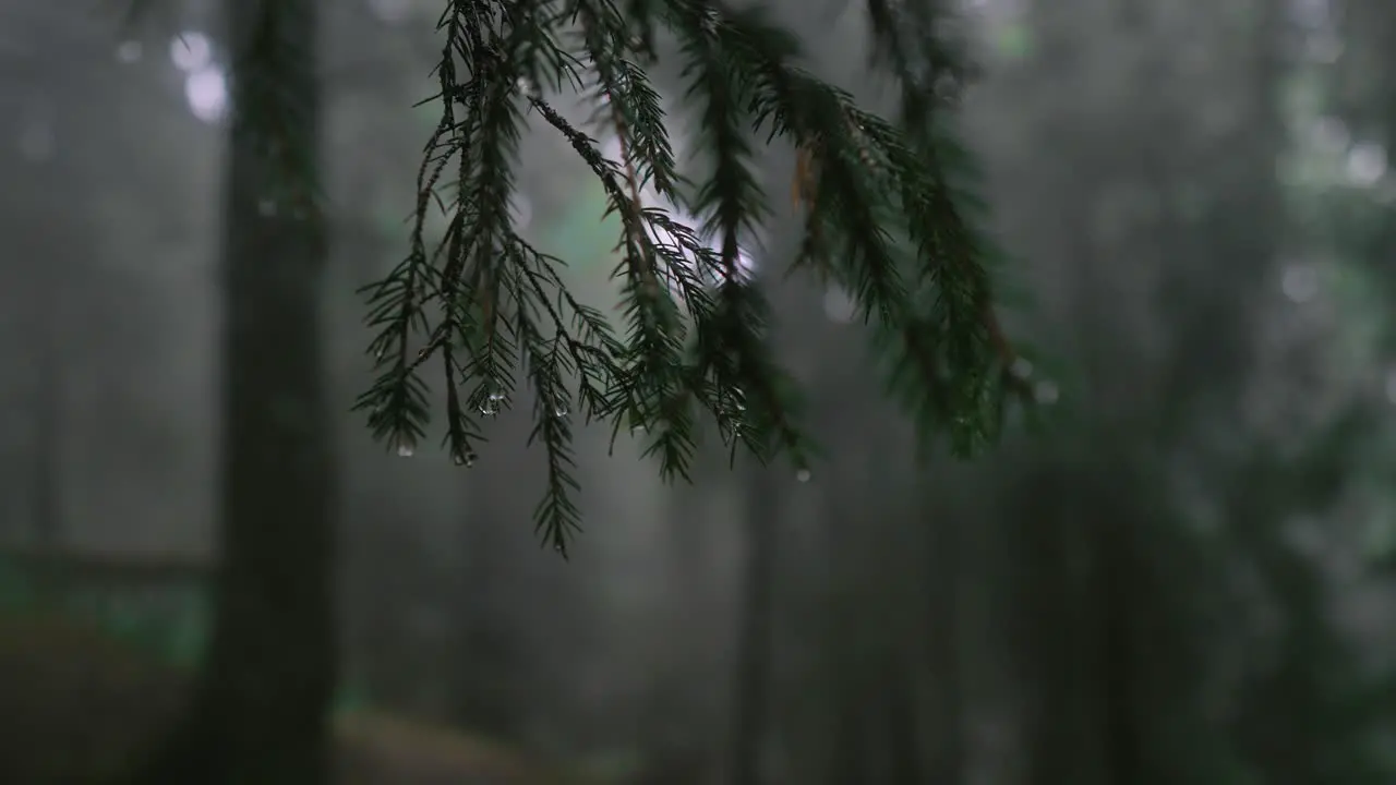 Close-up shot of coniferous branches with raindrops on them in a dark forest