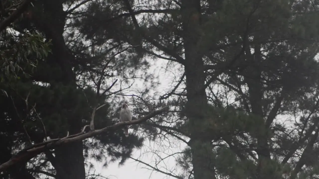 Wide shot on a Kookaburra bird on a tree in Australia with some mist and fog