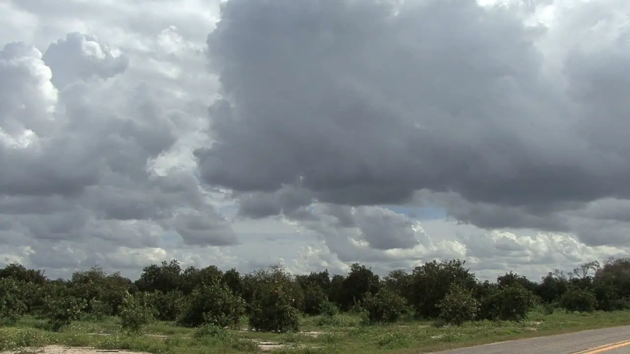 Florida Orange grove and clouds