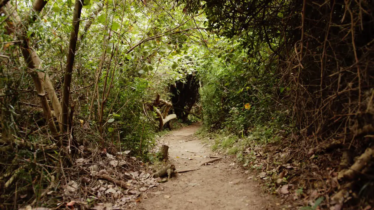 walking down a dark and eery path through thick vegetation