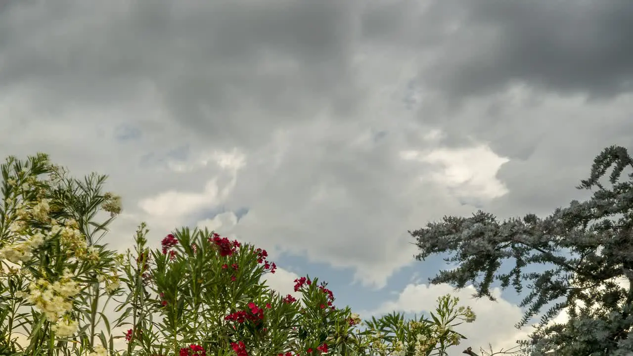 Low angle time-lapse of Nerium oleander and Acacia baileyana trees with clouds moving in the background