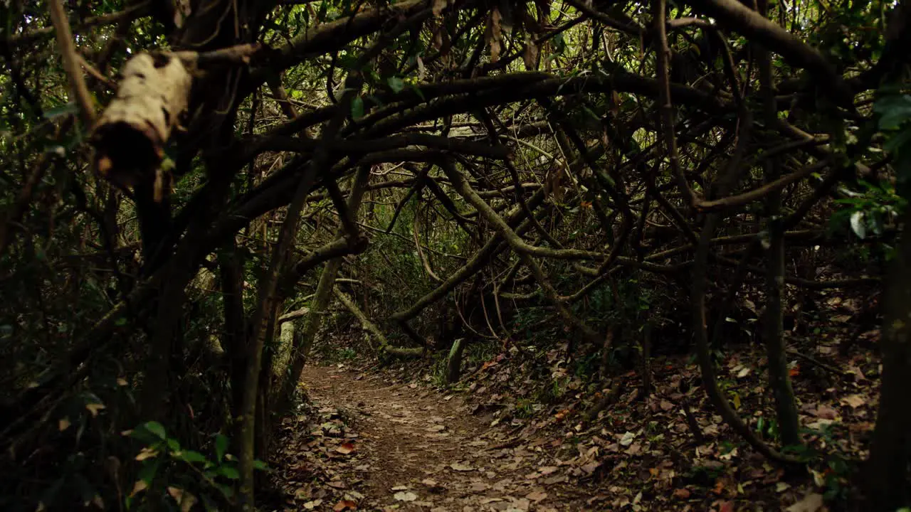 Walking down a damp and dark forest path through a tunnel of overgrown vegetation