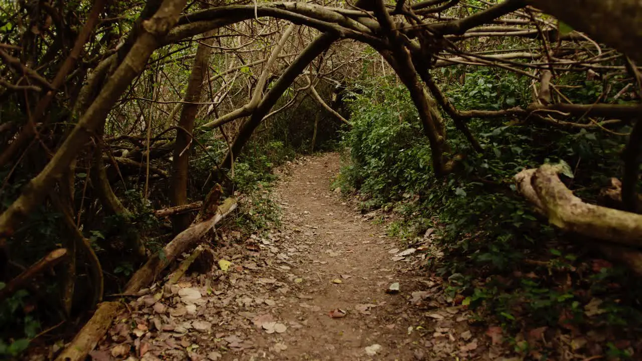 a dark forest path with vegetation tunnel