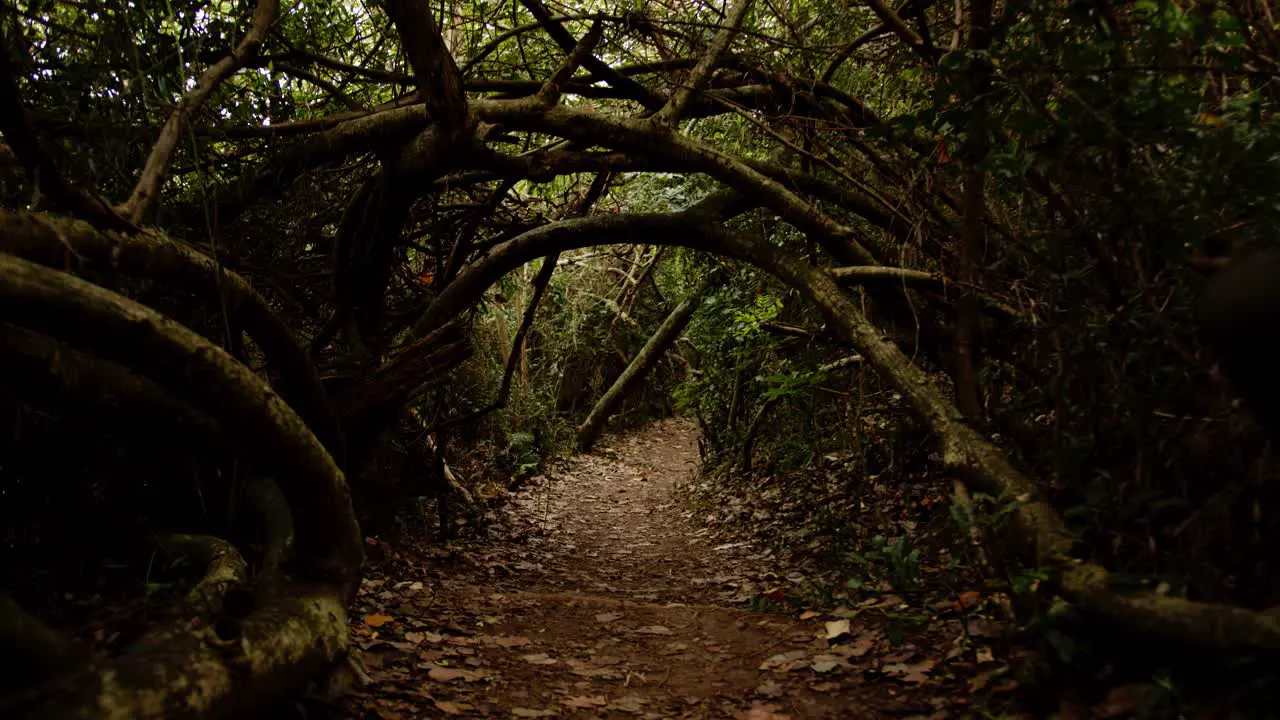 walking into darkness thick vegetation tunnel