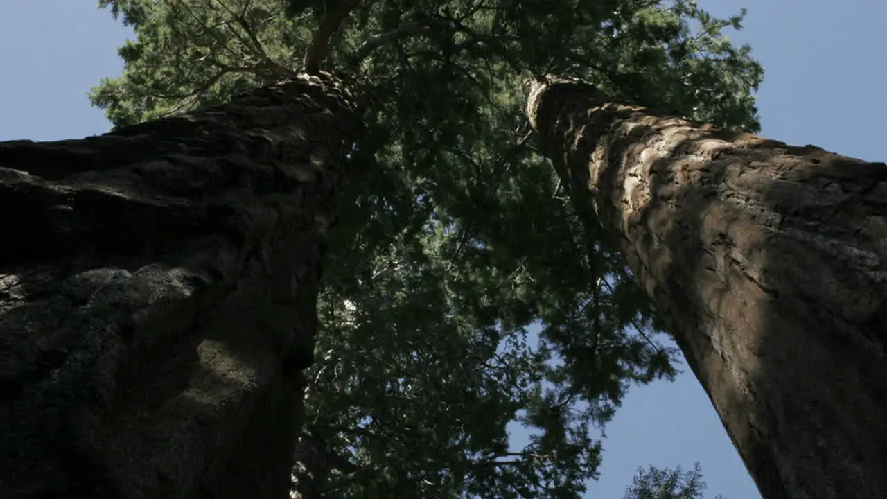 Shadows move over tree trunks in a forest