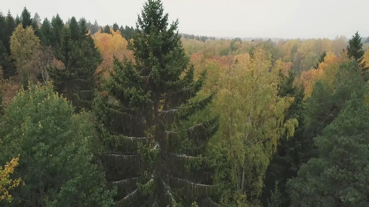 Rising aerial shot of a forest in Finland during Autumn-Fall during a foggy morning