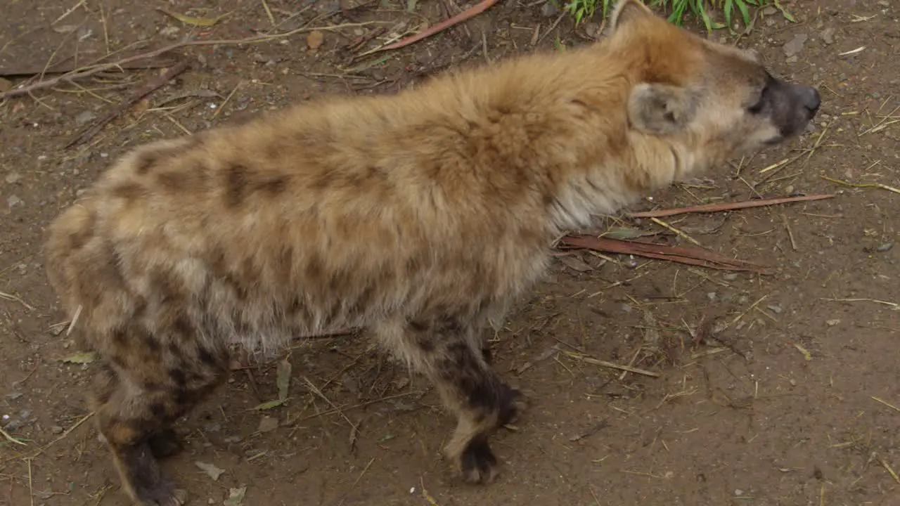 hyena goes back and forther looking for prey around safari vehicle