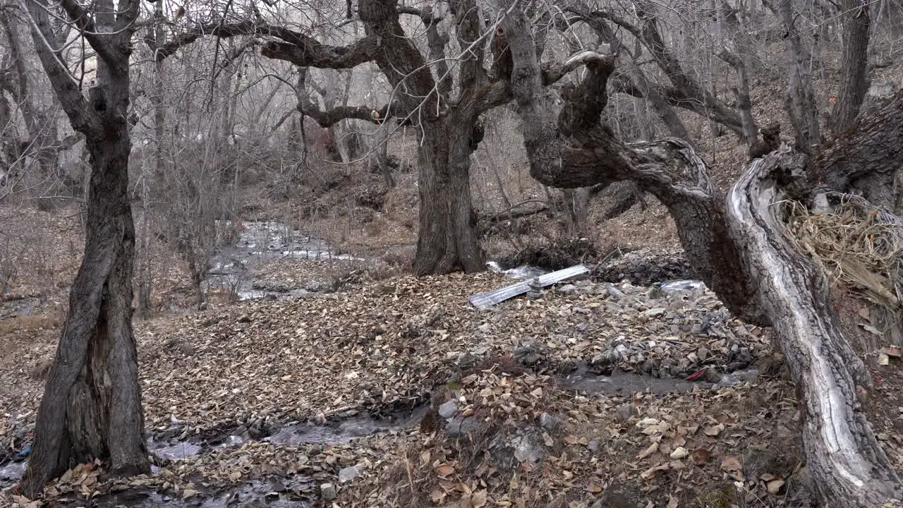 A small stream running through a bunch of gnarled old trees in the winter when all the leaves are fallen