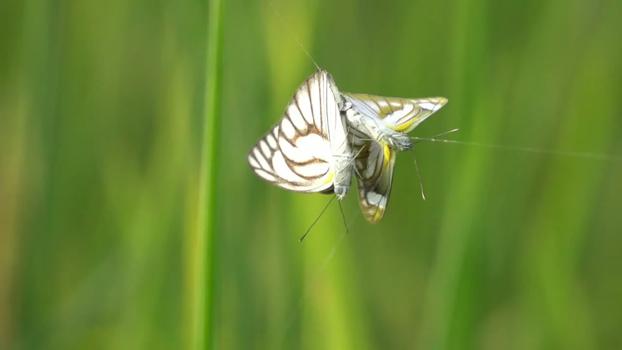 Slow motion two butterflies trapped by spider web