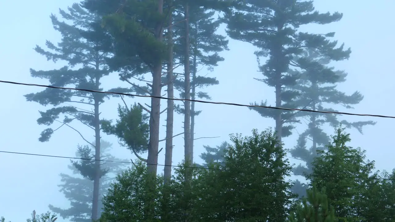 Creepy Barren Trees in Lonely Forest Covered in Dense Fog Broken Pine Trees and Wire in Mist