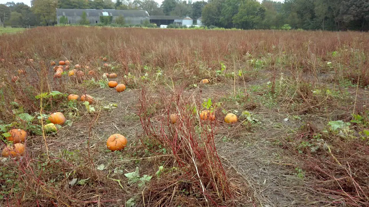 Tilt shot of orange pumpkins in farmers field trees in Autumn