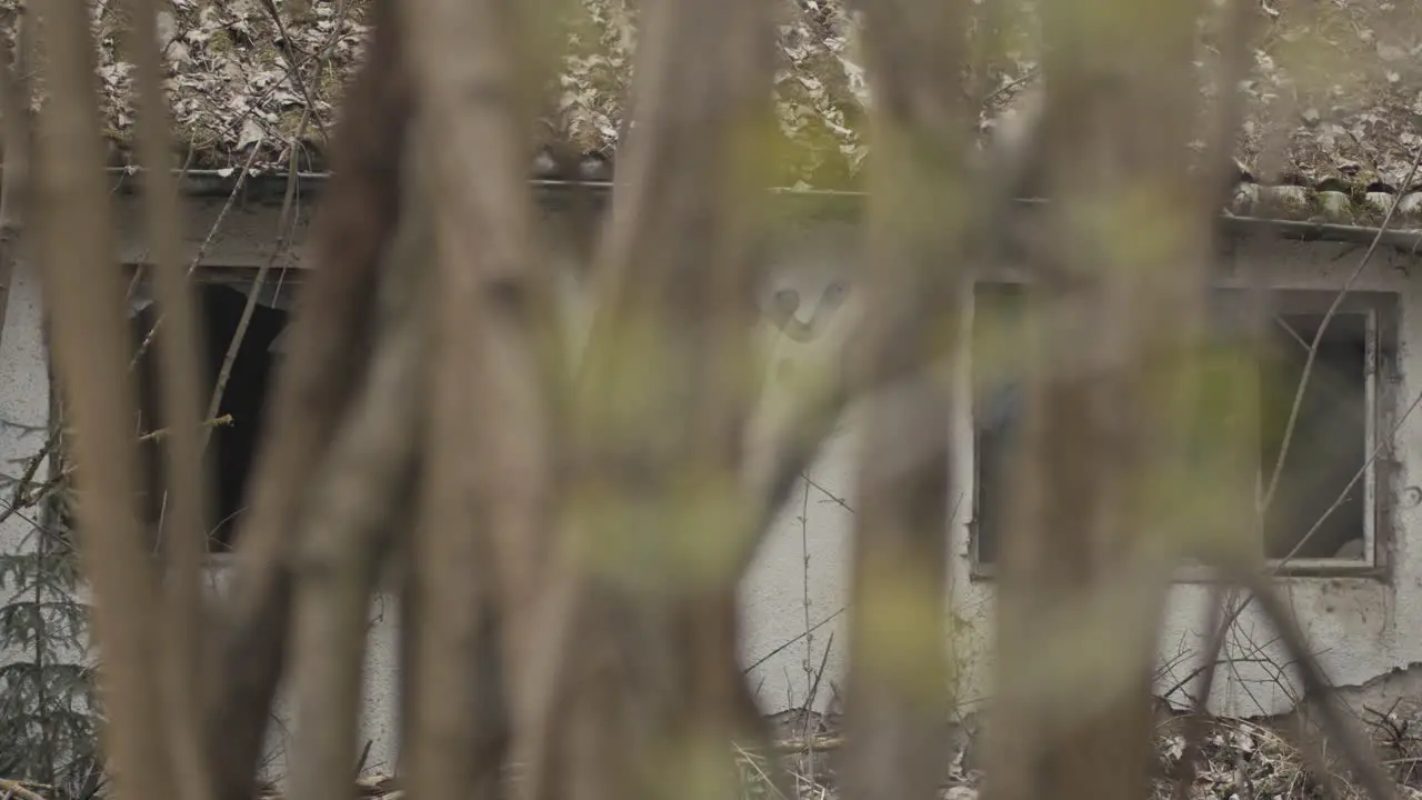 Peeking through trees to abandoned house through trees slow pan