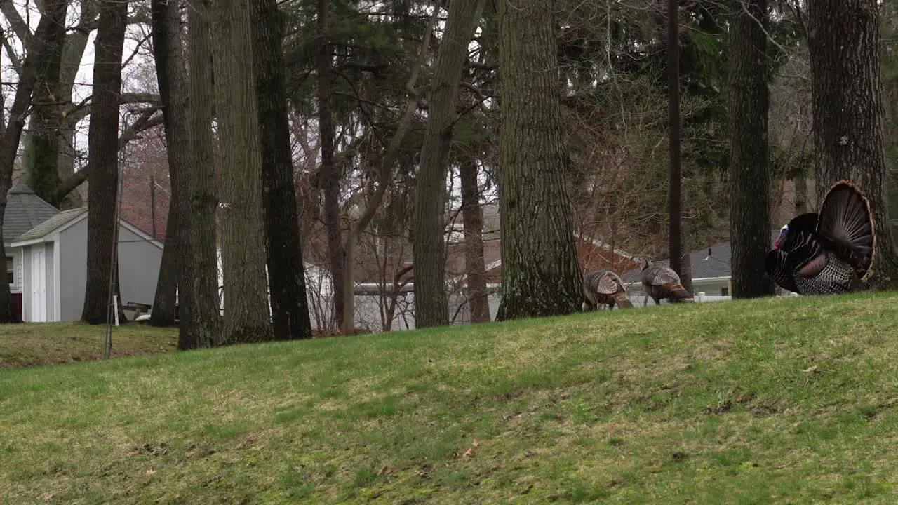 Turkeys in a suburban back yard