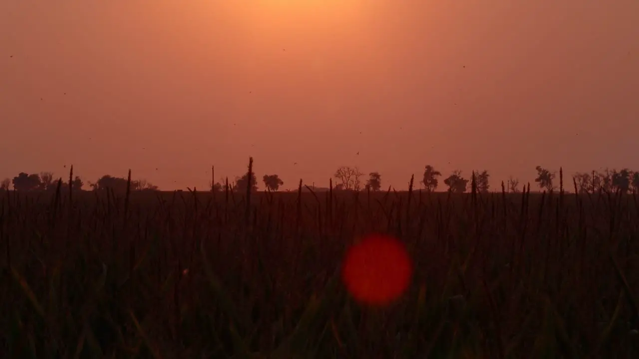 An eerie glow blankets a cornfield with birds darting about eating flies