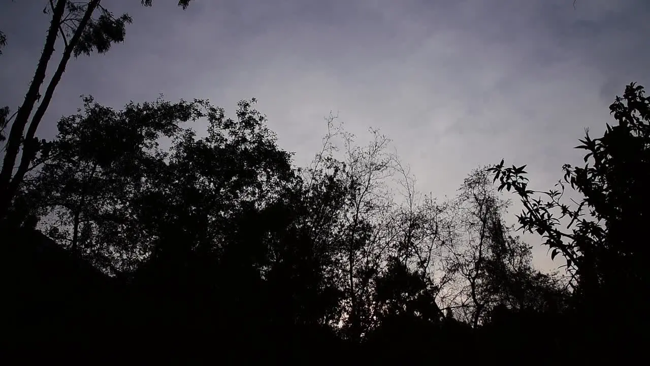 Dark Dramatic Sky Behind Trees Silhouette at dusk