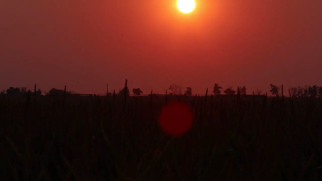 Orange orb sun over a cornfield during California wildfires