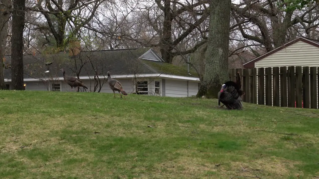 Tracking three turkeys walking through a grass patch