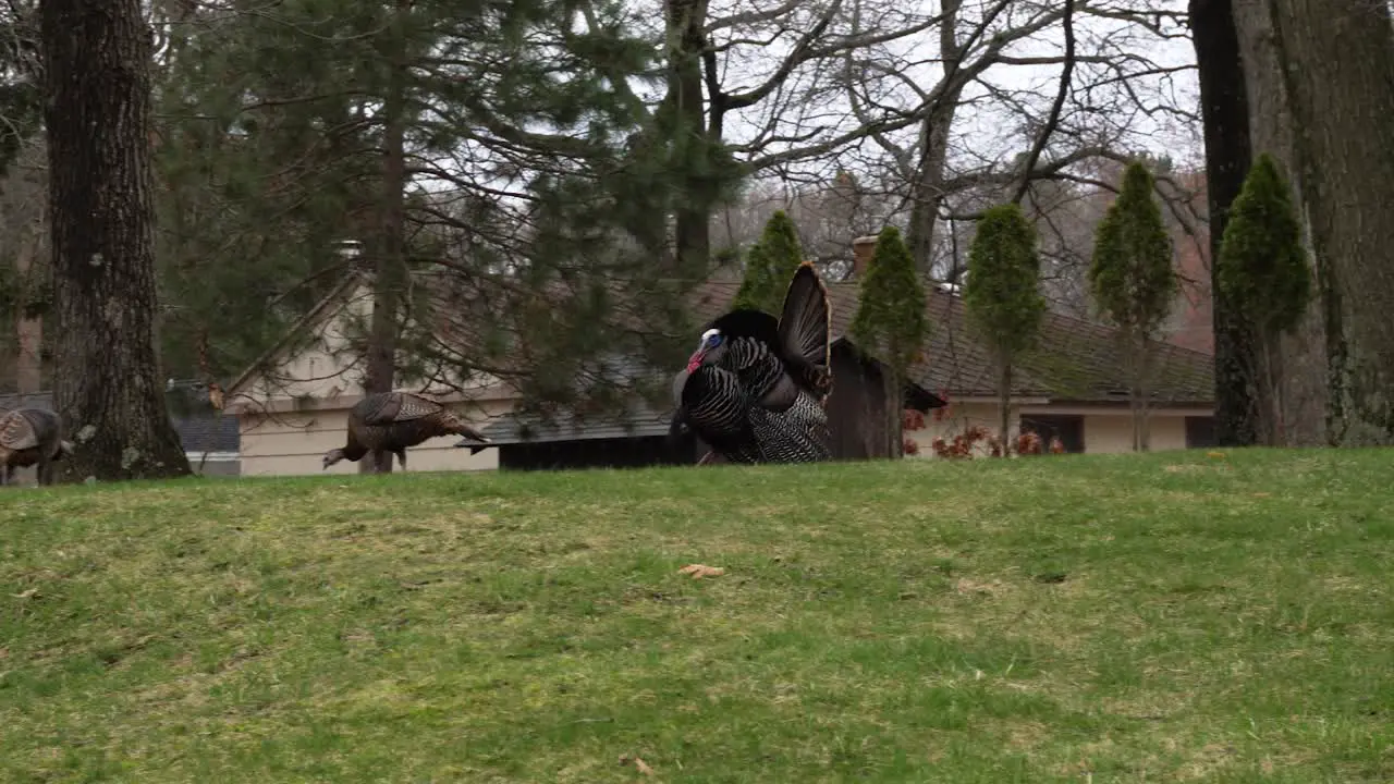 Male turkey in full strut in west Michigan