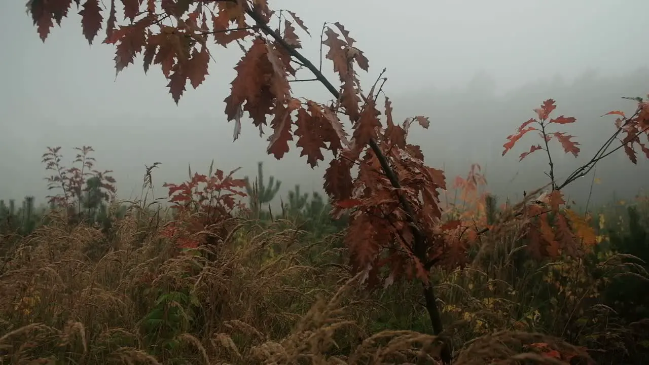 Foggy day in autumn forest branches with brown leaves panning shot