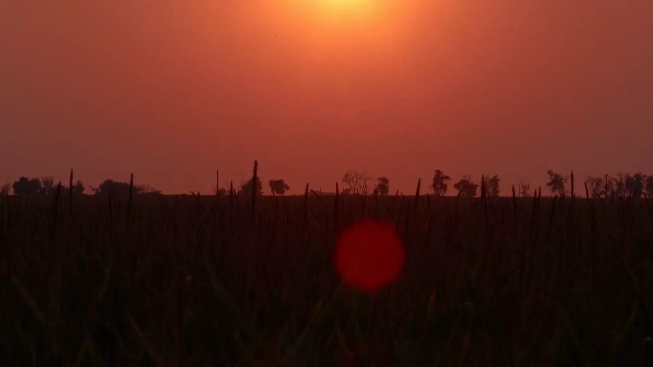 Tastes of corn in an orange fall sunset with birds feasting on insects